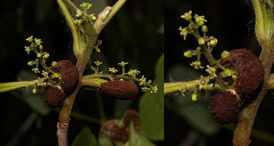 Представитель Семейства Pileolariaceae